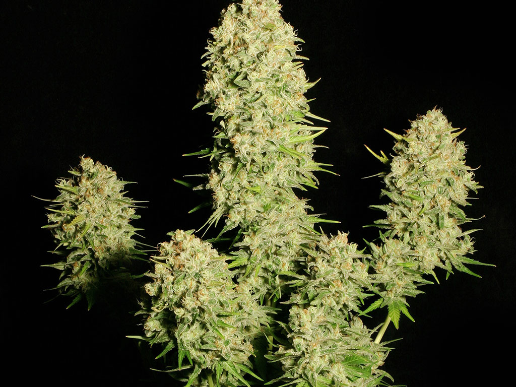 Growerz Магазин Семян