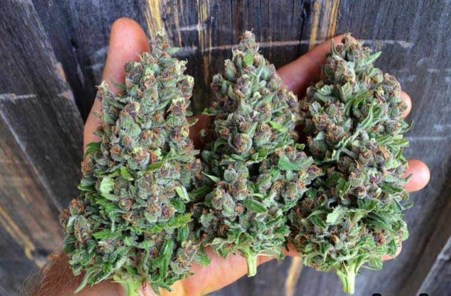 семена супер марихуаны