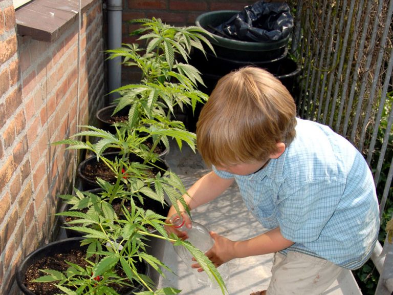 Mijn eerste wietplantje 4 de groeifase CNNBS.nl