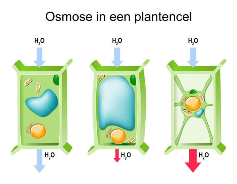 Osmose En Het Effect Van De EC-waarde Op Wietplanten - CNNBS.nl