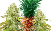 Pineapple