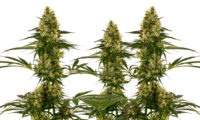 Blue Bullet Automatic Sensi Seeds