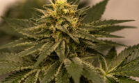 Snow White van Spliff Seeds CNNBS kweekverslag