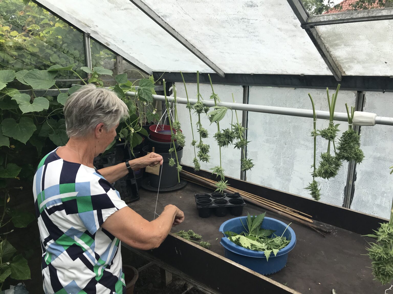 Voor het eerst medicinaal wiet kweken? Doe mee aan het OMAproject