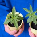 Cannabis zaailing selectie. Kweek alleen je allerbeste plantjes