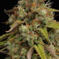 Candy Dawg Auto - SeedStockers