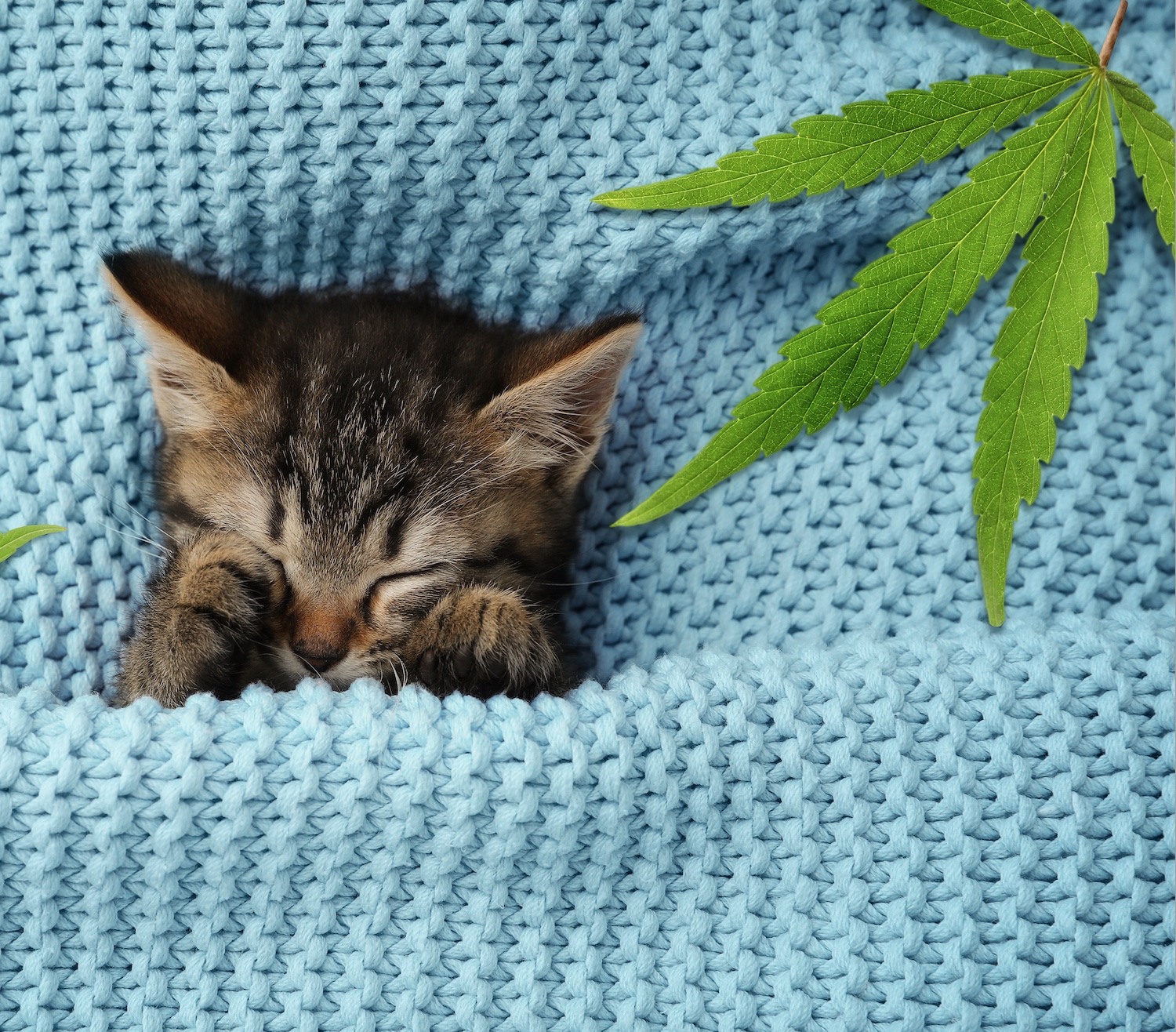 Best Sleep Aids: Alcohol vs. Cannabis