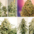 New school F1-hybride Ice Cream Haze heeft het allemaal!