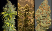 Sherbet van SeedStockers