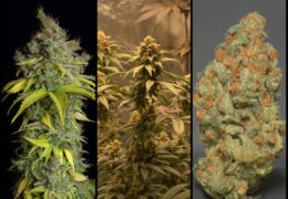 Sherbet van SeedStockers