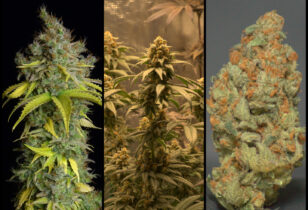 Sherbet van SeedStockers