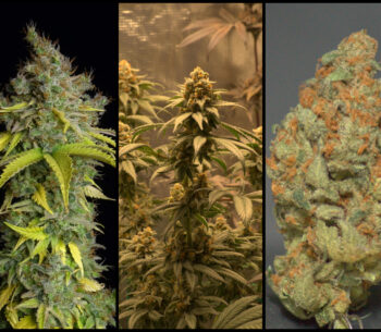 Sherbet van SeedStockers