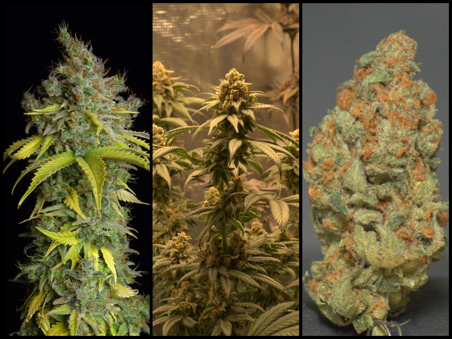 Sherbet van SeedStockers