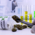 Medicinaal Cannabis Journaal 2024 • #42