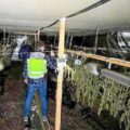 Cannabis foto’s • 5 actuele beelden uit de oorlog tegen wiet (#21)