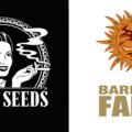 Fusie Sensi Seeds en Barney's Farm voor internationale cannabismarkt