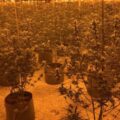 Cannabis foto’s • 5 actuele beelden uit de oorlog tegen wiet (#26)