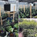 Cannabis foto’s • 7 actuele beelden uit de oorlog tegen wiet (#27)