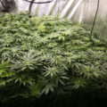 Gefjon kweekt Growers Choice en Spliff Seeds (#6)