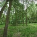 Video: zo vind je een goede guerrilla kweekplek in de natuur