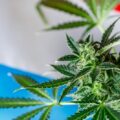 Geen stijging cannabisgebruik Luxemburg na legalisatie in 2023