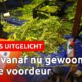 Video >> Afscheid van illegaal: de wietproef begint nu echt!